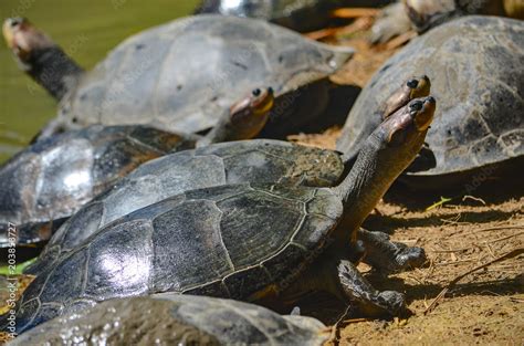 The Arrau Turtle Podocnemis Expansa Also Known As The South American