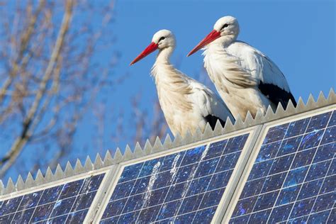 Solar Farms A ‘blight On The Landscape Research Shows They Can Benefit Wildlife