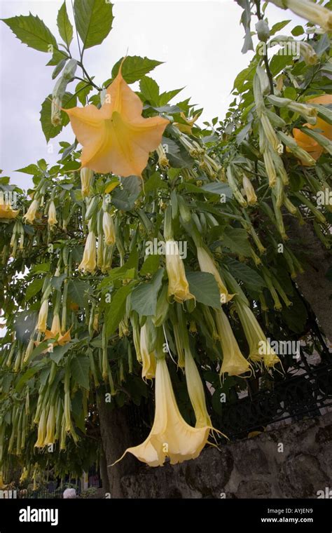 Yellow Datura or Devils Weed flowers Galicia Spain Stock Photo - Alamy