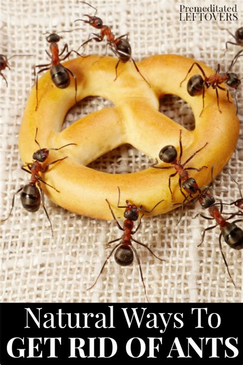 Ways To Get Rid Of Ants Naturally Using Common Household Items And