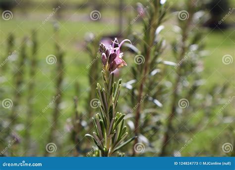 Flowering Rosemary Bush Closeup With Pink Flower Stock Image Image Of