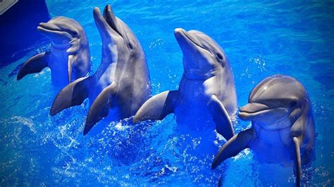 Cute Dolphins