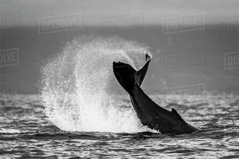 Tail Lob Humpback Whale Megaptera Novaeangliae Lifts Its Fluke And