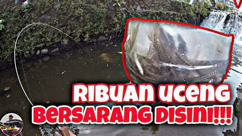 BERKAH LEBARAN NEMU SPOT YANG DI HUNI RIBUAN IKAN UCENG MANCING IKAN