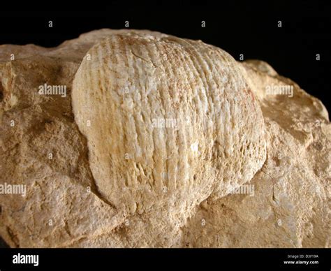 Fossil Kaibab Limestone Grand Canyon Hi Res Stock Photography And