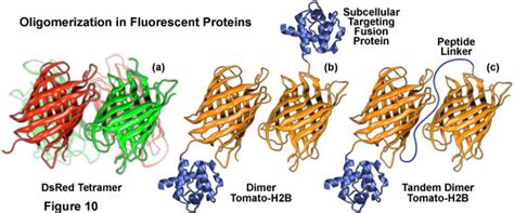 Zeiss Microscopy Online Campus Introduction To Fluorescent Proteins