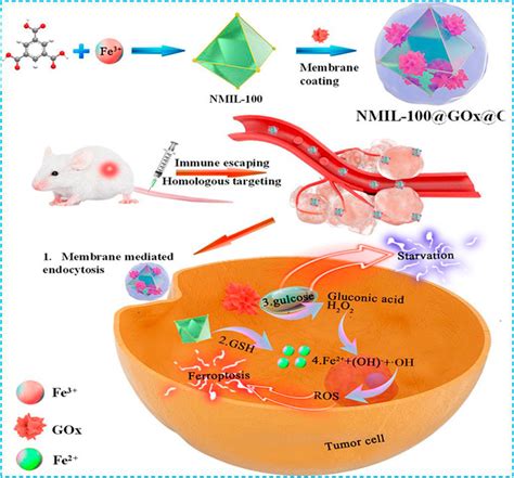 Frontiers Biomimetic Nanomaterials Triggered Ferroptosis For Cancer Theranostics