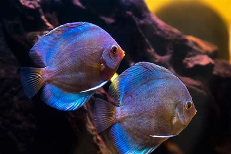 Acuario De Agua Dulce Tropical Con Hermosos Peces De Colores Bajo El