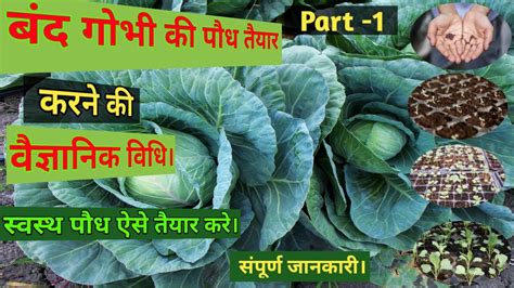 Patta Gobhi Ki Poudh Kaise Taiyar Kare Patta Gobhi Ki Kheti Cabbage