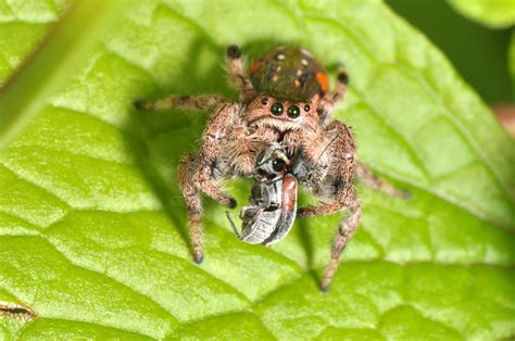 Mind Blowing Facts About Golden Jumping Spider Facts Net