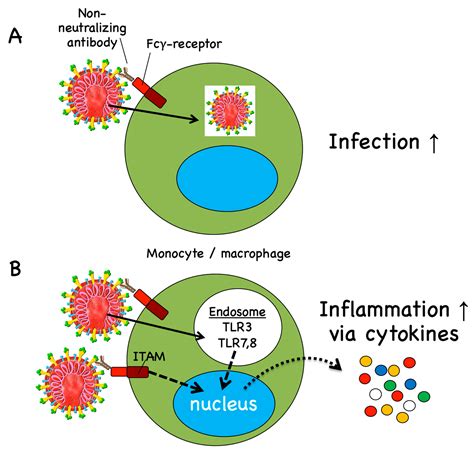 Vaccines Free Full Text COVID 19 Mechanisms Of Vaccination And