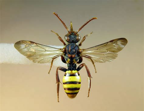 Nomada Signata Pinned Female Elveden Centerparc Suffolk Flickr