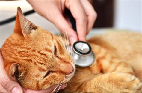 Remedios Caseros Para Gatos Deshidratados