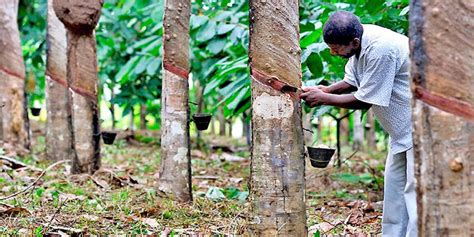 Déforestation Le Cameroun Parmi Les Pays Menacés Par Le Caoutchouc WI