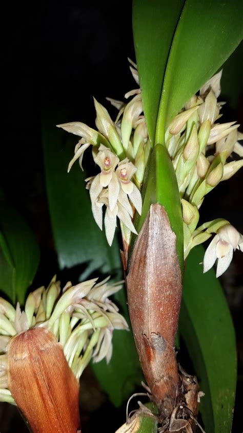 Maxillaria Densa From Mexico On February At Pm By Marco