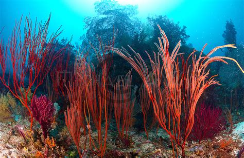 Leptogorgia Virgulata Colourful Sea Whip By Michael Awaw32046