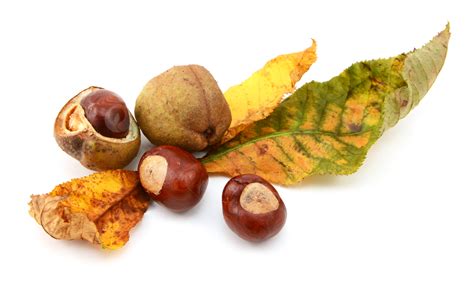 Conker Tree Background Images, HD Pictures and Wallpaper For Free ...