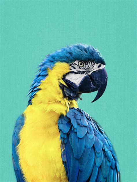 Macaw Parrot In Blue Posters Art Prints Wall Murals 250 000 Motifs