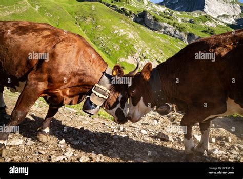 Food Hierarchy Hi Res Stock Photography And Images Alamy