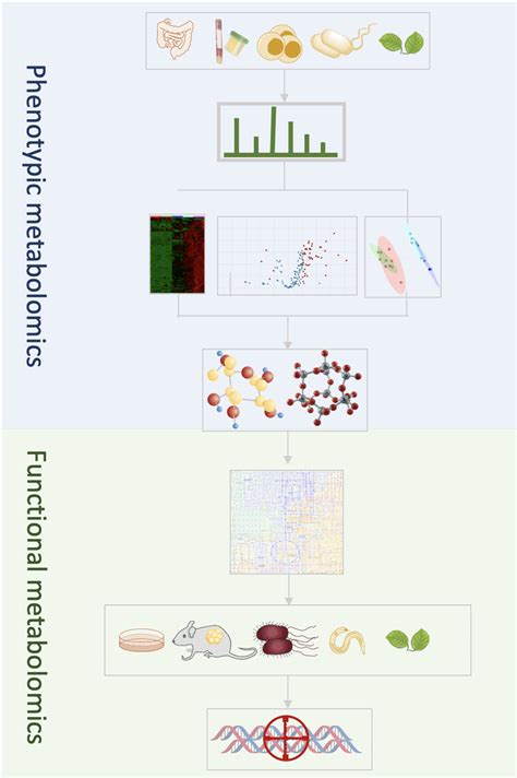 The Interactive Relationship Between Phenotypic Metabolomics And Download Scientific Diagram