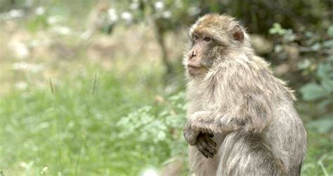 Primates New Bbc Series Ateles Films Wildlife Film Production Company