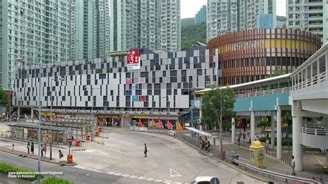 The Roadside Trees In Siu Sai Wan Tree Project