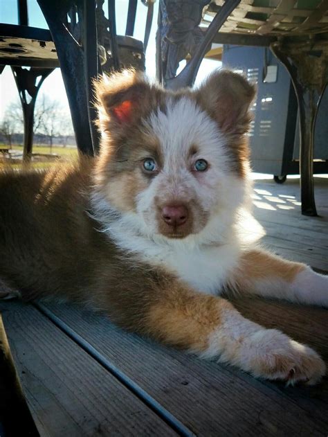 Rare Panda German Shepherd Puppies Dayna Fanning