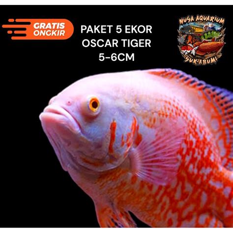 Jual OSCAR TIGER ALBINO PAKET 5EKOR IKAN HIASAN AQUARIUM IKAN PREDATOR