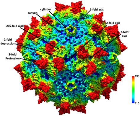 Frontiers Mapping The Aav Capsid Host Antibody Response Toward The