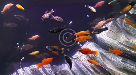 Services Atlantis Aquarium