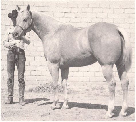 Kid Clu Quarter Horse