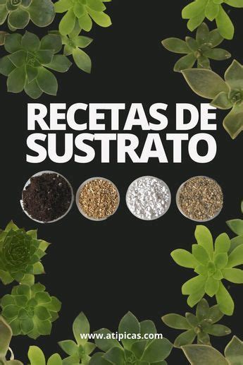 Mezclas De Sustrato Para Suculentas Y Cactus Recetas De Sustrato Para