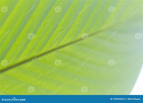 Green Banana Leaf Background Abstract Stock Image - Image of detail ...