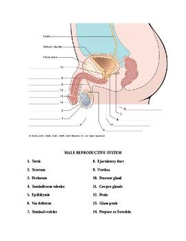 Male Reproductive System By Miss K Teachers Pay Teachers