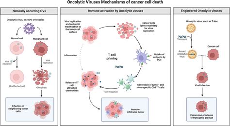 Frontiers Editorial Oncolytic Virotherapy