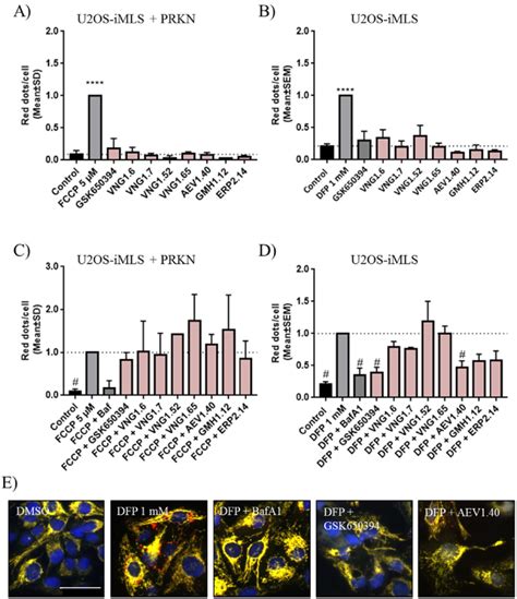 Mitophagy Modulation By SGK1 Inhibitors A B Basal And C D Induced