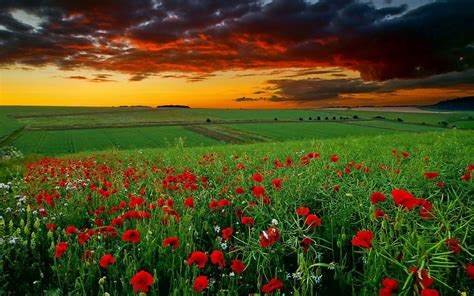 Coquelicots Fond D Cran Sur Bureau