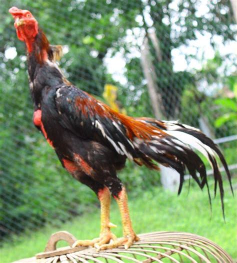 Terjual Ayam Bangkok Burmabirma Pakhoy Saigon Kaskus