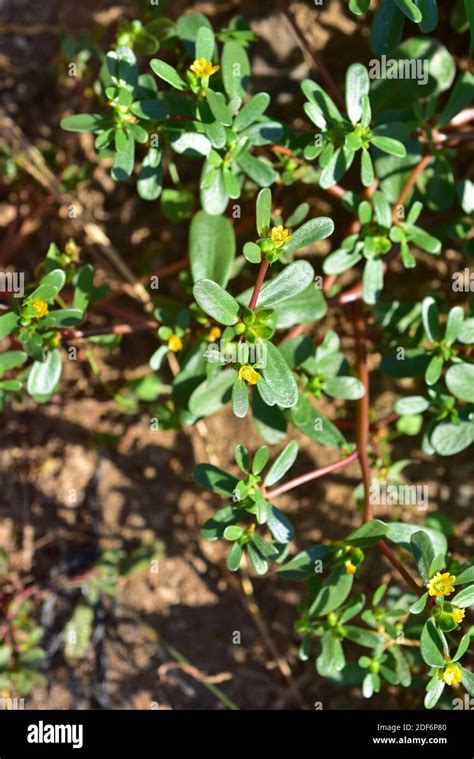 Portulaca Oleracea Common Purslane Hi Res Stock Photography And Images