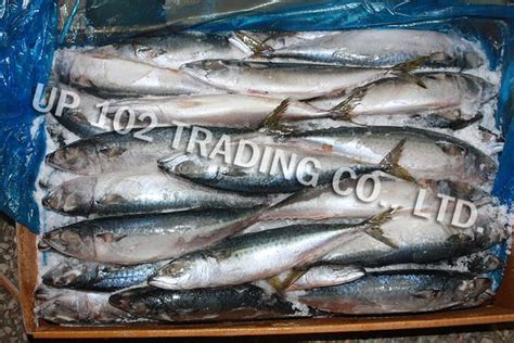 Frozen Mackerel Scomber Japonicus Tradekorea