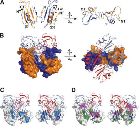 Structure Of The Oligomeric Intertwined Bame Complex A Structure Of