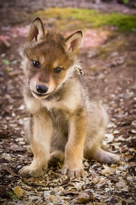 Gray Wolf Pups | Dog Breeds Picture