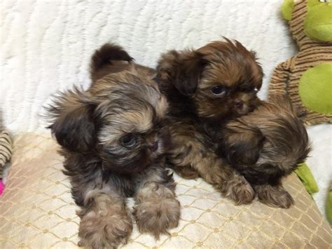 Shih Tzu Puppies For Sale Austin Tx Petzlover