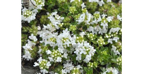 Thymus Praecox Albiflorus