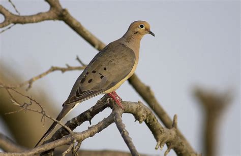 September Ushers In Dove Hunting Season In West Virginia Wv Metronews