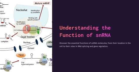 Understanding the Function of snRNA