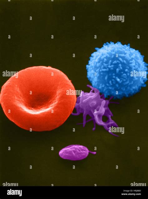 Erythrocyte Lymphocyte And Platelets SEM Stock Photo Alamy