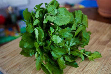 How To Grow Watercress At Home In A Container Watercress Plants