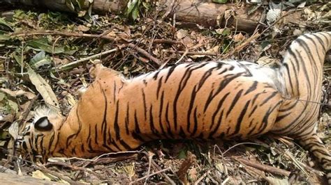 Rare Sumatran tiger found dead in Indonesia