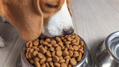 ALERTA estas marcas de croquetas podrían estar enfermando a tu perro